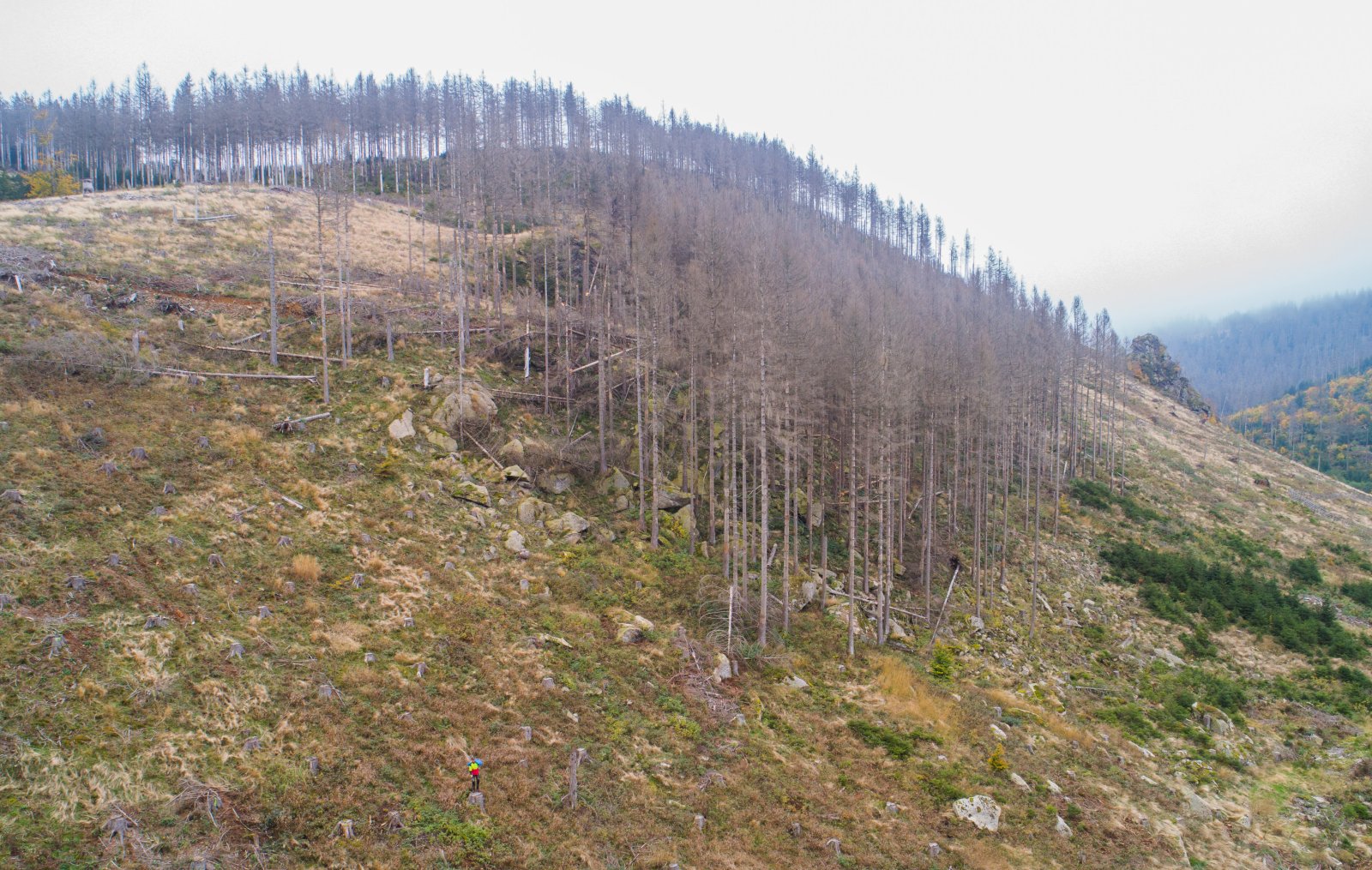 Abgestorbener Wald in Niedersachsen, Deutschland, 2021. Bild: Keystone