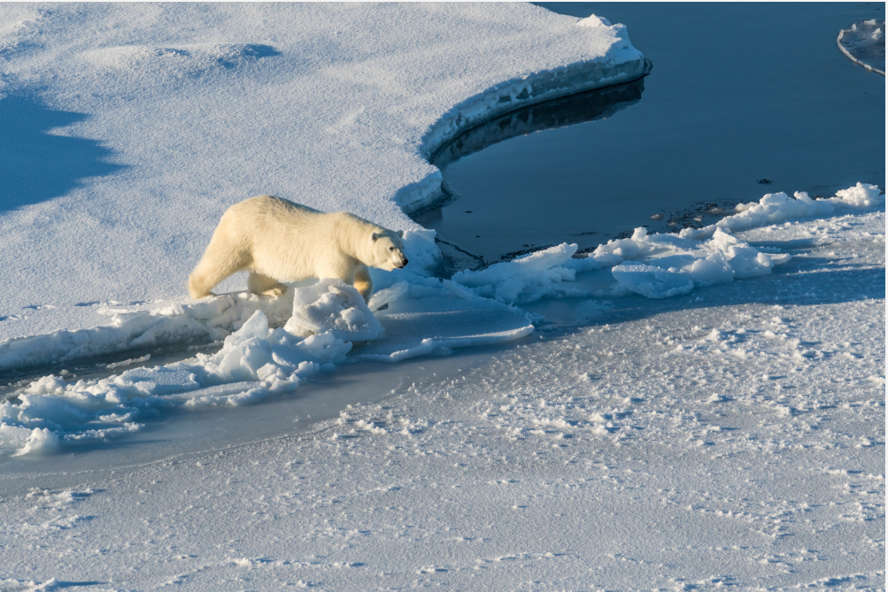 Vorläufig müssen Eisbären nicht auf das arktische Meereis verzichten. Das zeigt die Statistik. Bild: CC