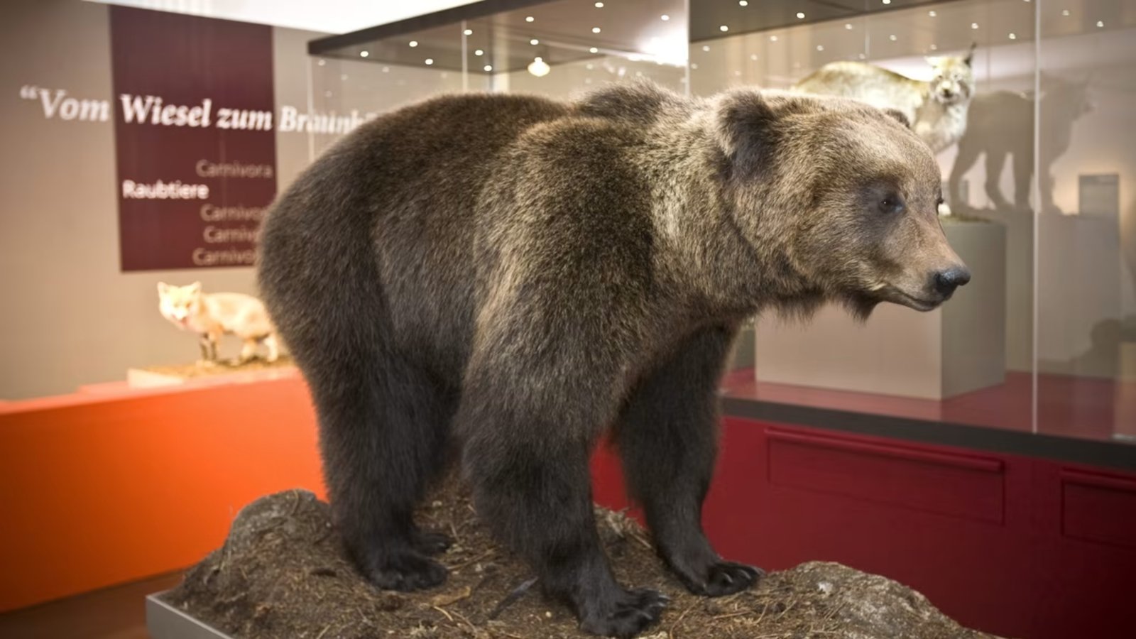 Abgeschossen und ausgestellt: Problembär JJ3 im Bündner Naturmuseum (Chur). Bild: Keystone