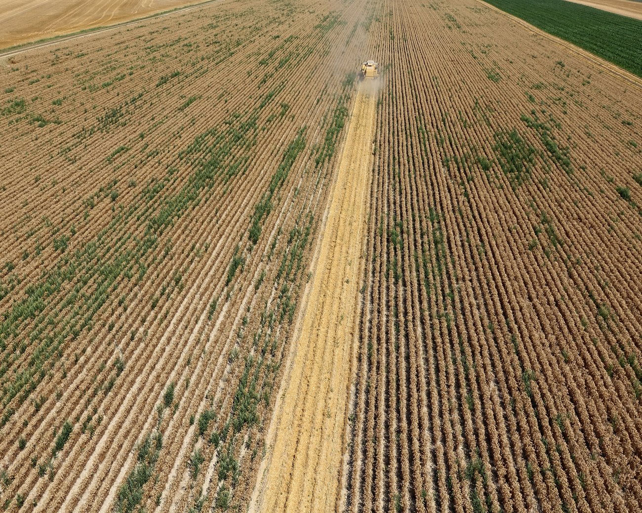 Die Schweizer Landwirtschaft leidet darunter, dass viele dringend benötigte Pflanzenschutzmittel nicht (mehr) eingesetzt werden können. Mitte-Parteichef Philipp Matthias Bregy möchte das ändern. Symbolbild: Keystone