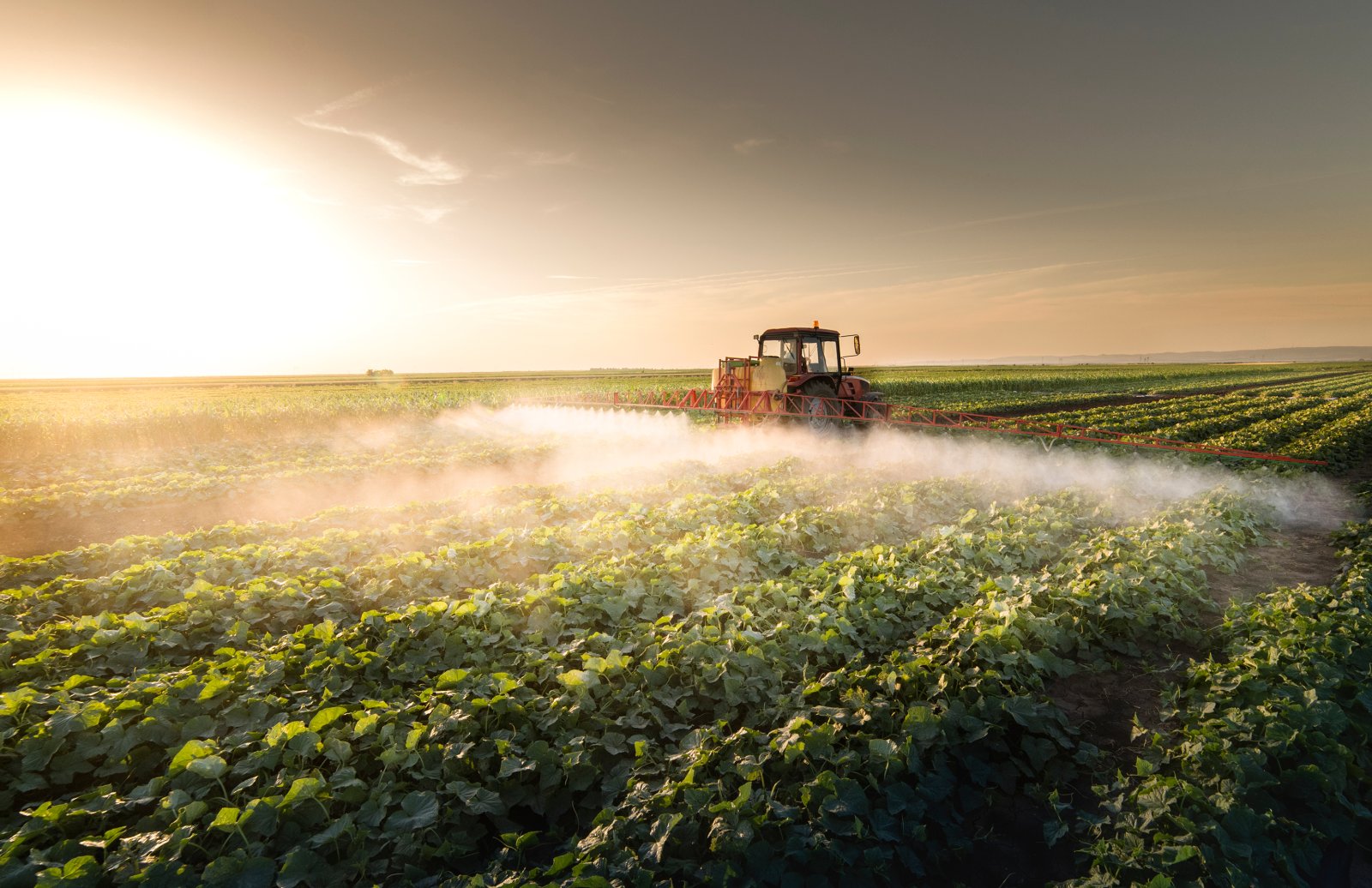 Synthetische Pestizide sollen verboten werden. Biologische Pestizide auch? Bild: Shutterstock