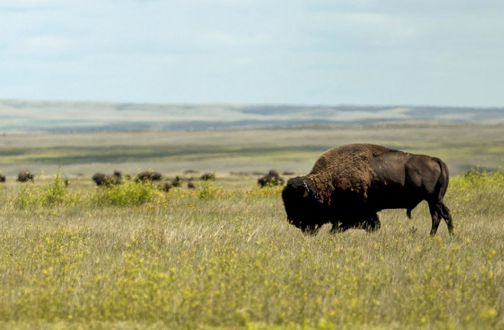 Landwirtschaftliche Produktion erhöhen: Prärie in Kanada. Bild: CC