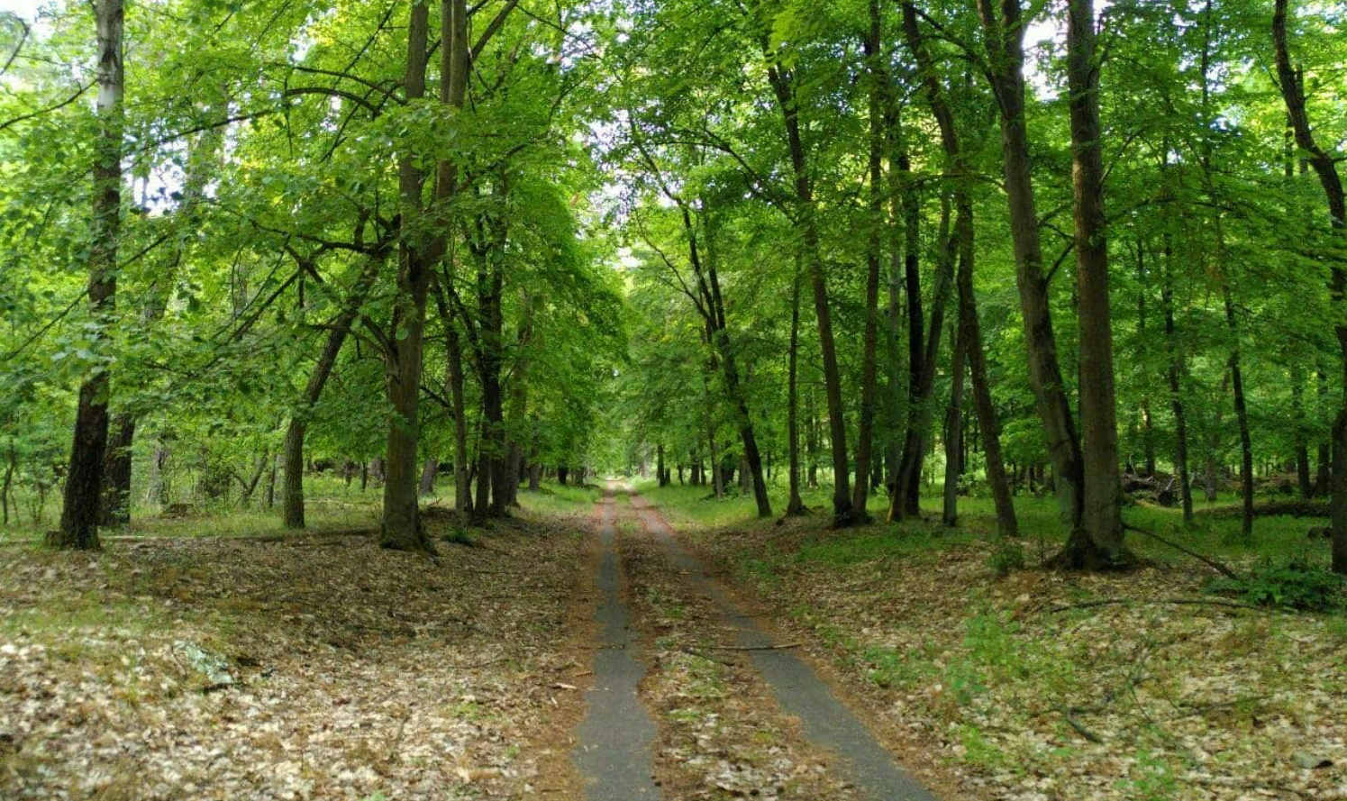 «Was jetzt geplant ist, ist ein Vergehen an der Natur». Bild: Pro Wald Hohensaaten (Symbolbild)