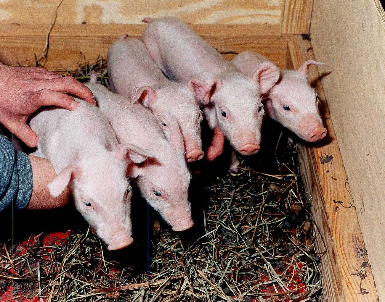 Umstrittene Xenotransplantation: Soll man Schweine züchten, um Organe für Menschen zu bekommen? Bild: Keystone