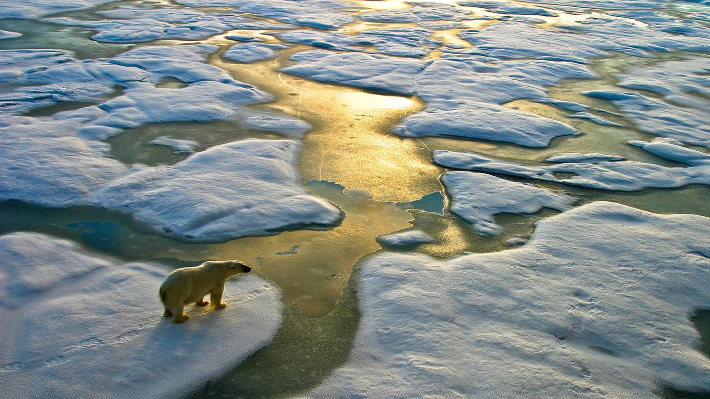 Düstere Aussichten? Eisbär bei der Betrachtung seiner Eisscholle.
