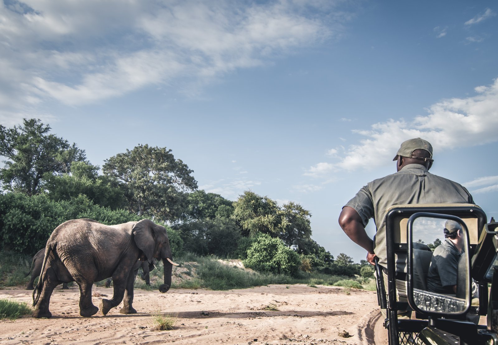 Keine Jagdtrophäen mehr für die Schweiz: Ein Afrikanischer Elefant in Südafrika. (Bild.Shutterstock)