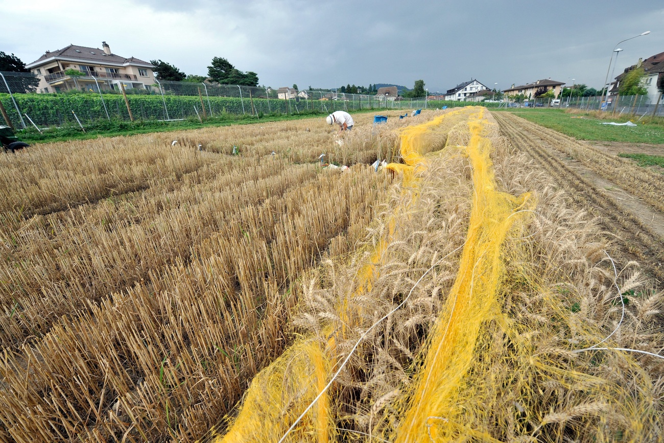 Mitarbeiter der Forschungsanstalt Agroscope in Changins VD erntet gentechnisch verändertes Saatgut. (Bild: Keystone)
