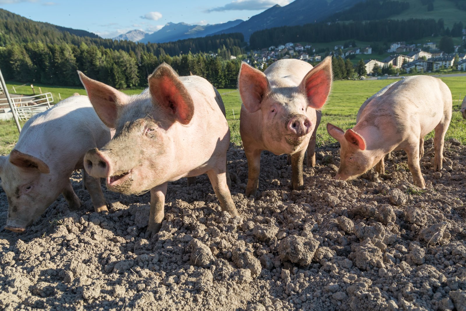 Glücklich ist, wer im Dreck wühlen kann: Schweine in Lenzerheide GR. (shutterstock)