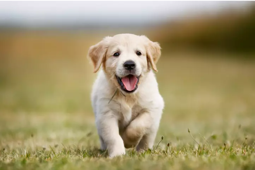 Kein Hund zu klein, ein Umweltsünder zu sein. Bild: CC