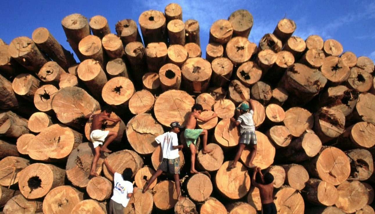 Der weltweite Waldverlust hat sich in den letzten Jahrzehnten verlangsamt: Geschlagene Bäume im Amazonas-Gebiet Brasiliens. Bild: Keystone