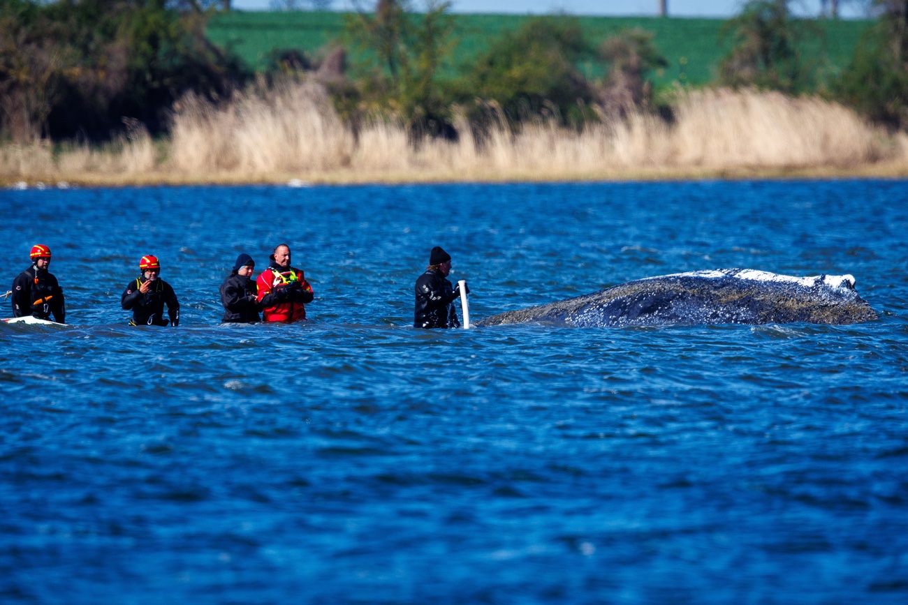 Helfer bemühen sich, den Wal mit Saug- und Spülgerät zu entlasten. Insel Poel, 21. April 2026. Bild: Keystone