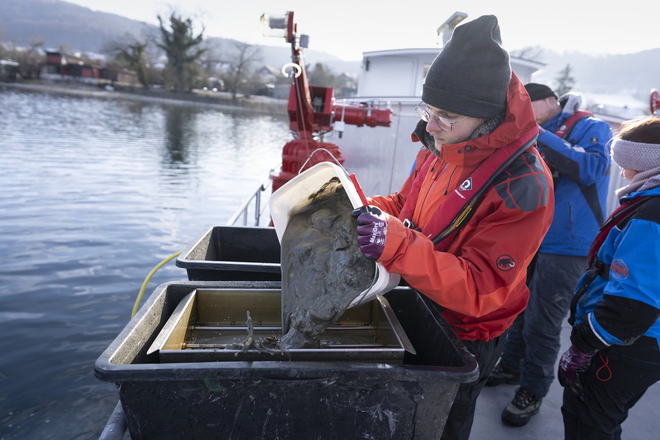 Wie bedrohlich sind sie wirklich? Forscher sammeln im Bodensee Quaggamuscheln. Bild: Keystone