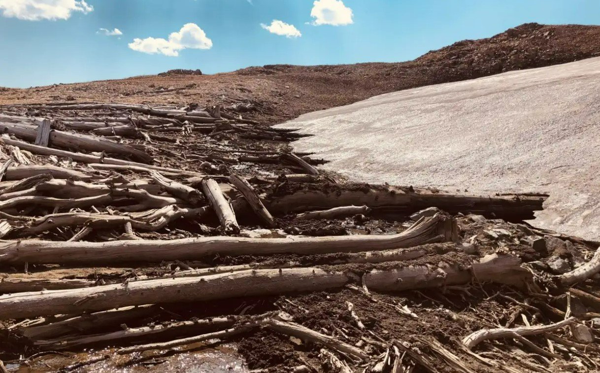 5500 Jahre alt: Bäume, die in den Rocky Mountains vom Eis freigegeben wurden. Bild: CC