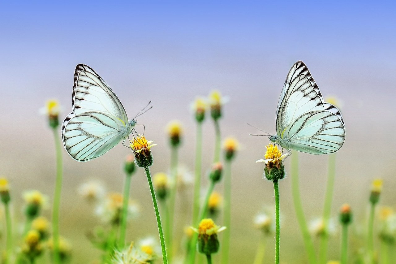 Dramatisches Insektensterben oder Zunahme der Arten? Bild: Pixabay