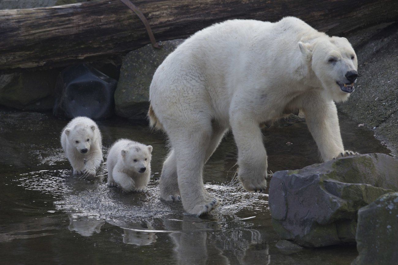 Eisbären vor oder nach der Familienplanung. Bild: Keystone