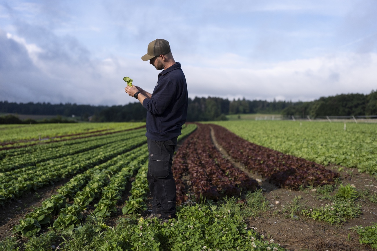 Landwirtschaftsflächen in der Schweiz: Bitte sich merken. Sie werden rar. Bild: Keystone
