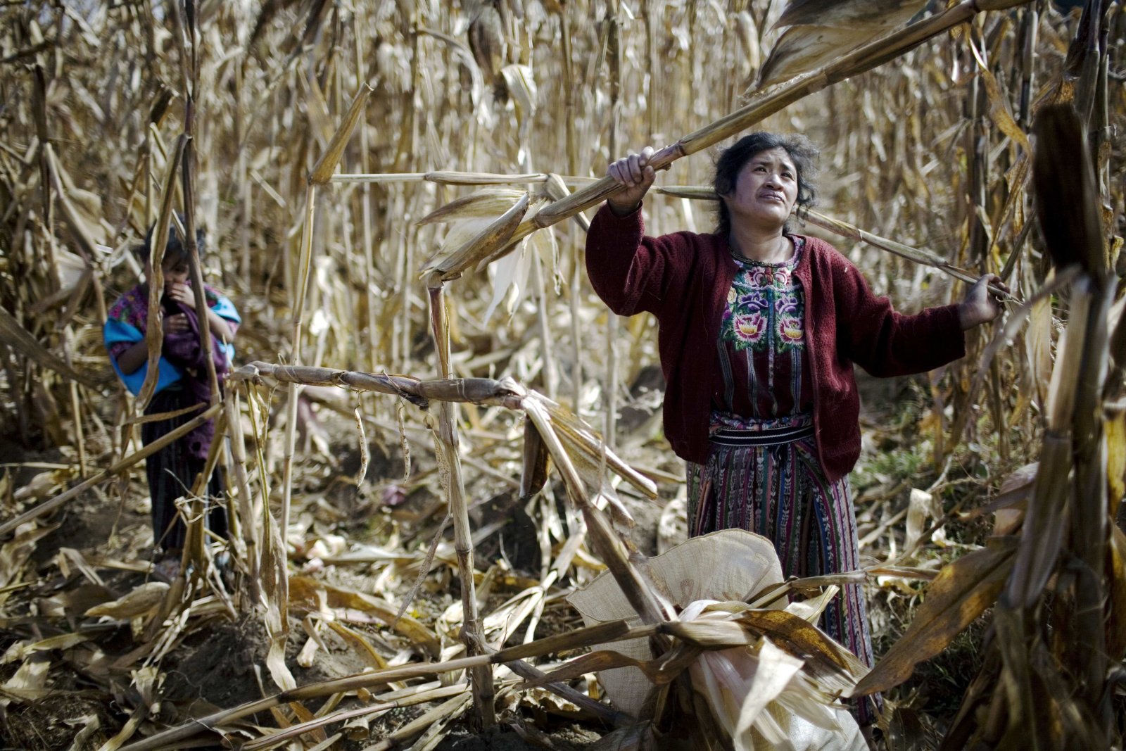 Jahr für Jahr ernten die Bauern weltweit mehr Reis, Weizen und Mais. Dank dem angeblichen Weltuntergang. (Quelle: Keystone)