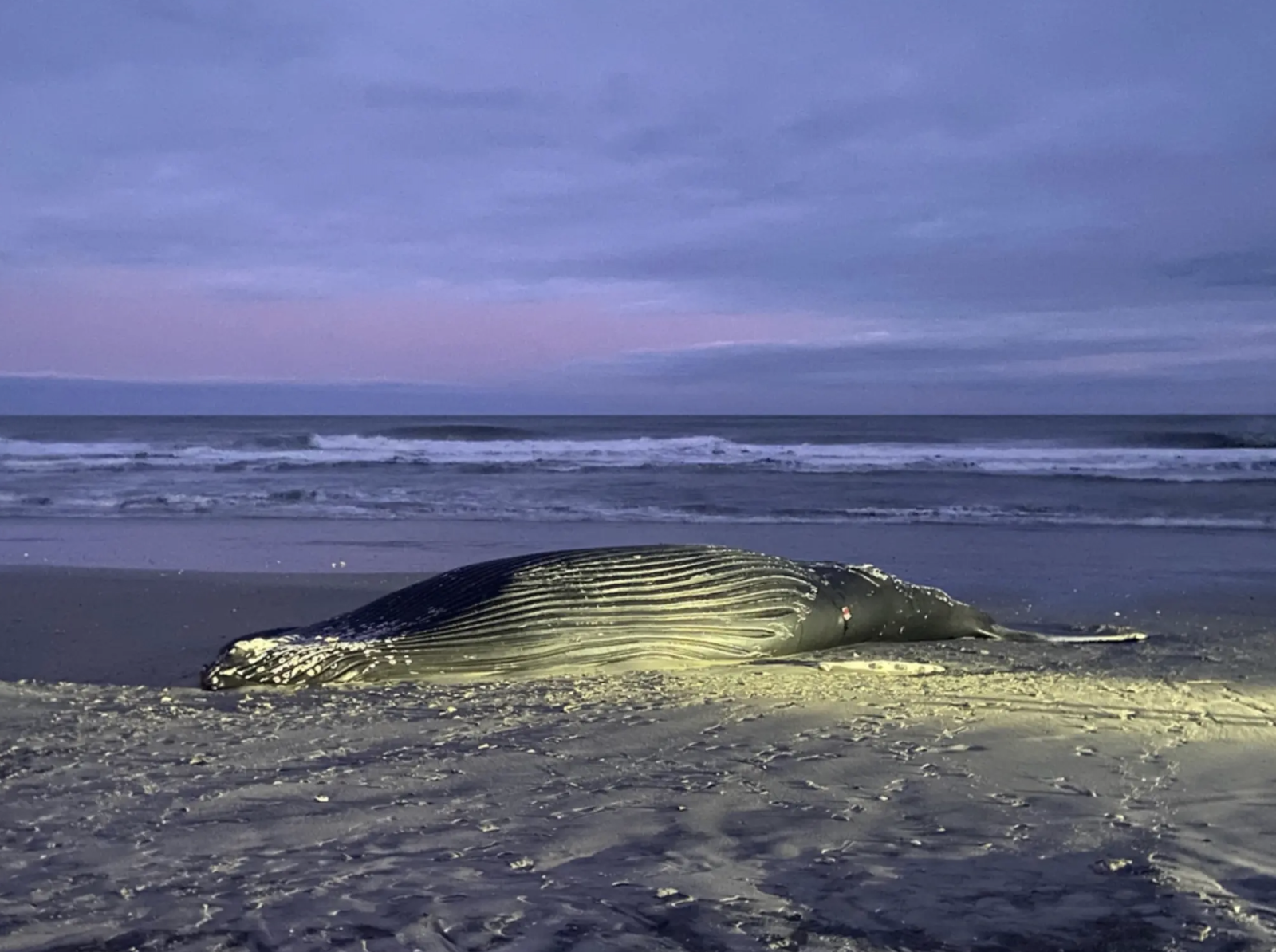 Gestrandeter Wal am Strand von Brigantine Beach, New Jersey, März 2023.