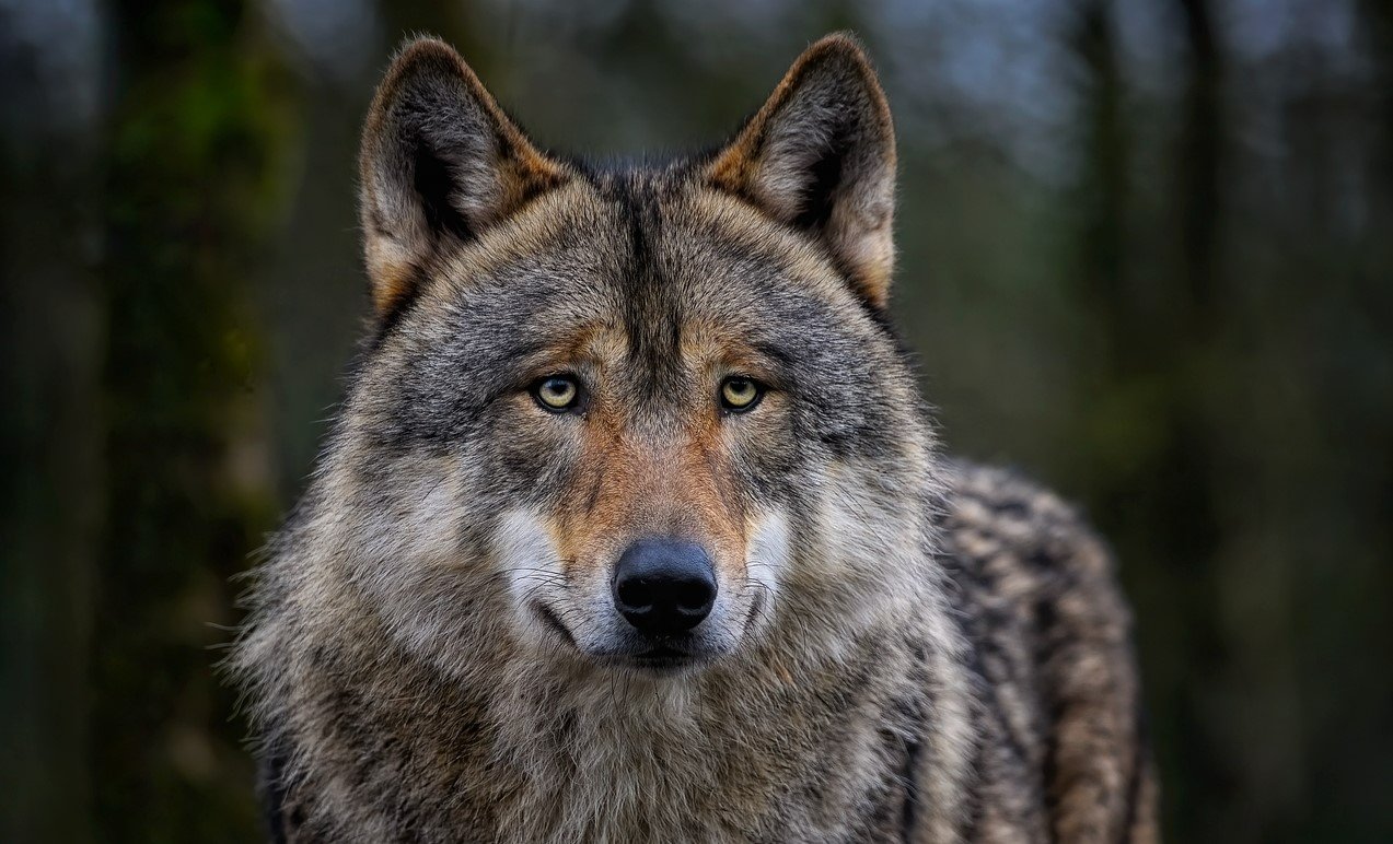 489 Angriffe auf den Menschen in 18 Jahren: Wolf. Bild: Pixabay