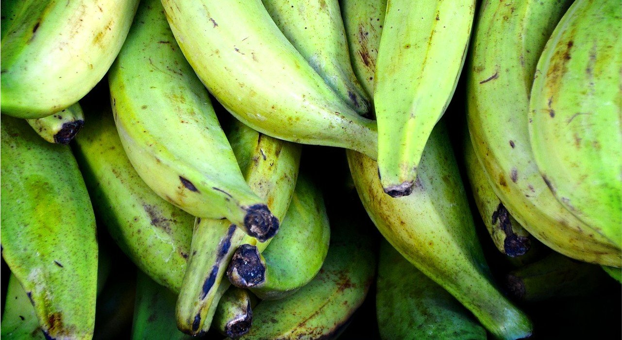 Ohne Gegenwehr könnte die Ernte von Kochbananen schon bald um bis zu 70 Prozent abnehmen. Bild: Pixabay