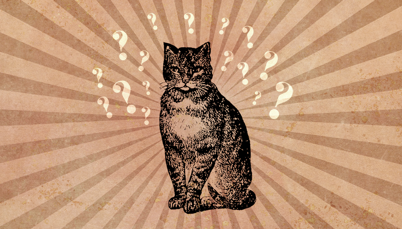 Ich habe immer gedacht, dass sie ihre Katze sucht. Montage: Dominique Feusi