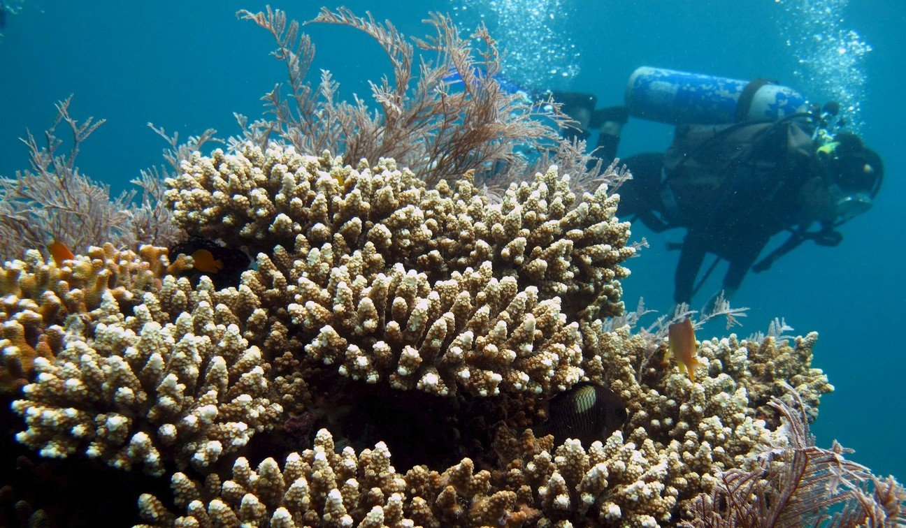 «Heute wissen wir, dass es deutlich mehr Korallenriffe gibt, die das Potenzial besitzen, den Klimawandel zu überstehen»: Korallenriff bei den Philippinen. Bild: Keystone