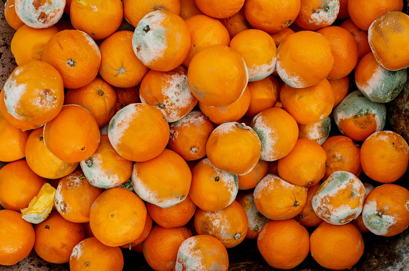 Schimmel am Essen ist vor allem in Entwicklungsländern ein Problem. Bild: Shutterstock