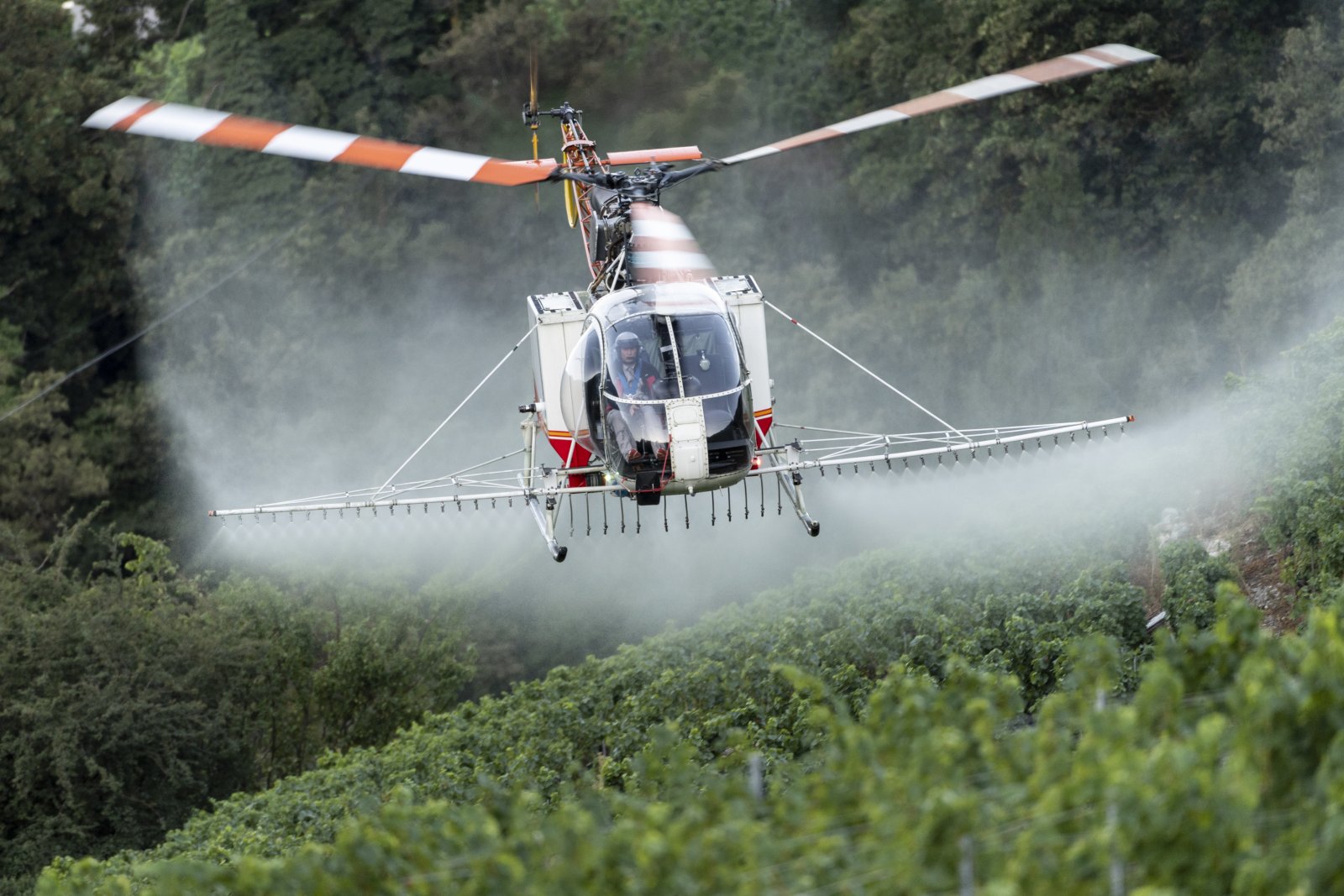 Immer weniger im Einsatz: Ein Helikopter versprüht Pflanzenschutzmittel. Bild: Keystone