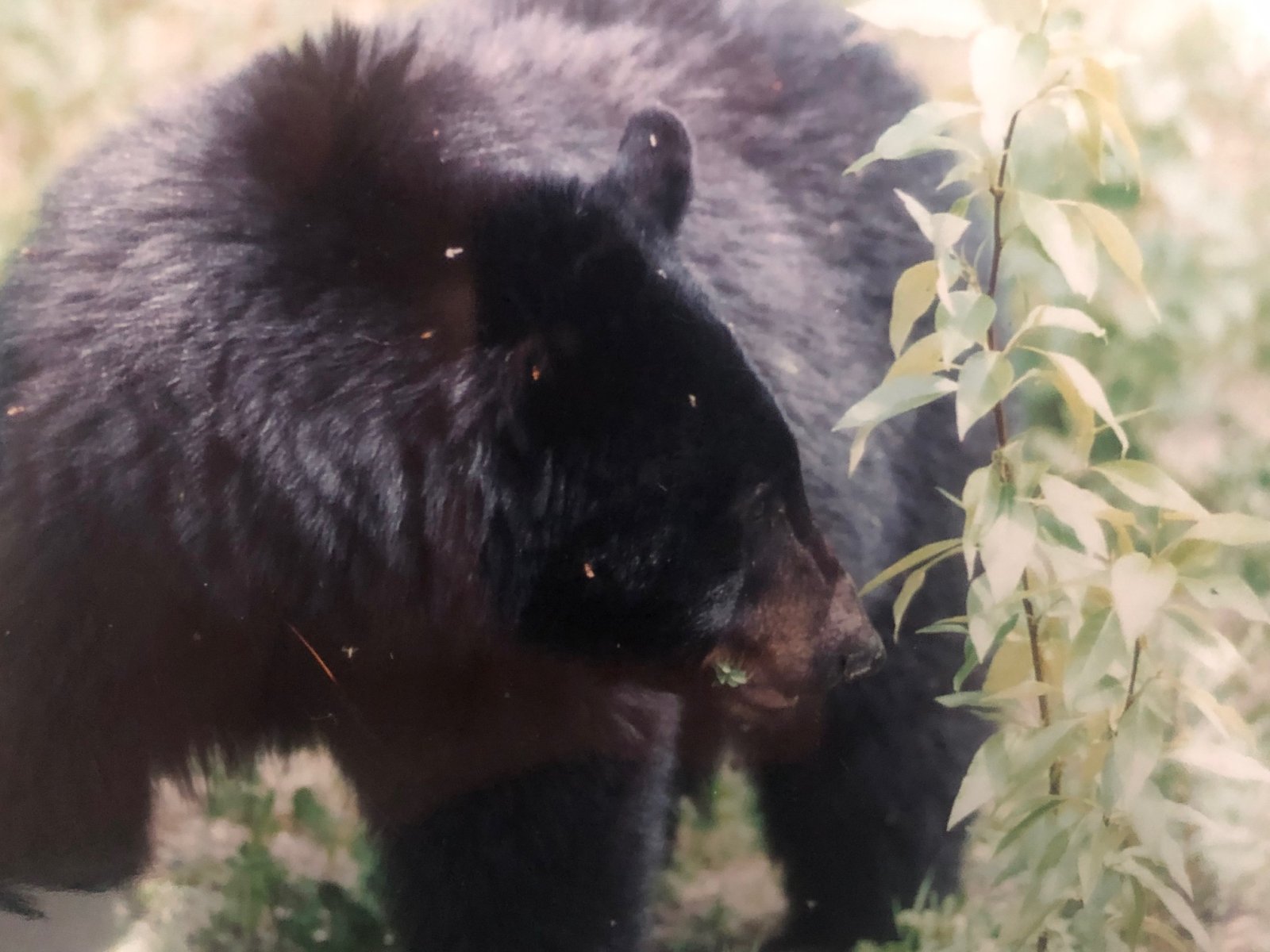 Einst waren Wildtiere in Mitteleuropa ausgerottet. Nach der Wiederansiedlung werden sie heute vermehrt zum Problem (Bild: zvg)