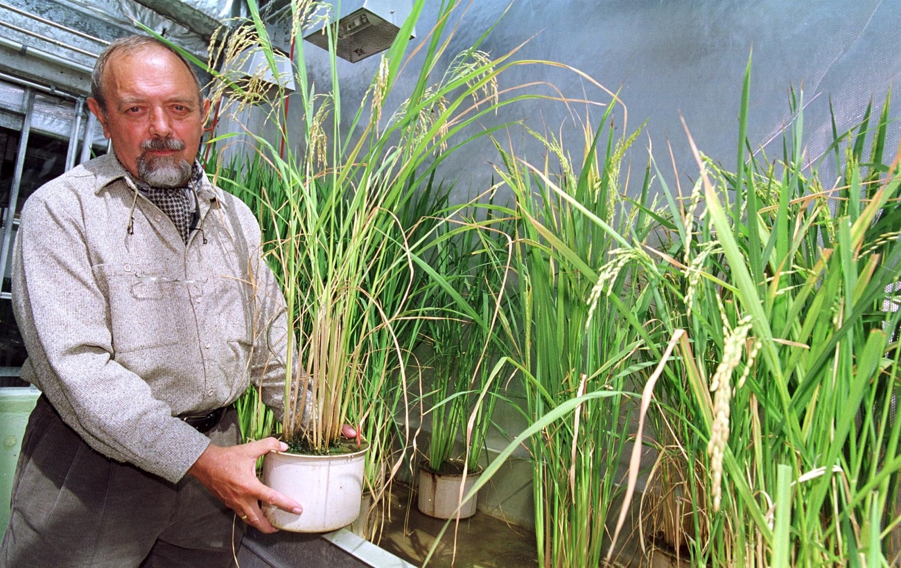 Längst könnte die Gentech-Innovation Menschen retten: Erfinder Ingo Potrykus mit dem Goldenen Reis (Bild von 2001). Bild: Keystone