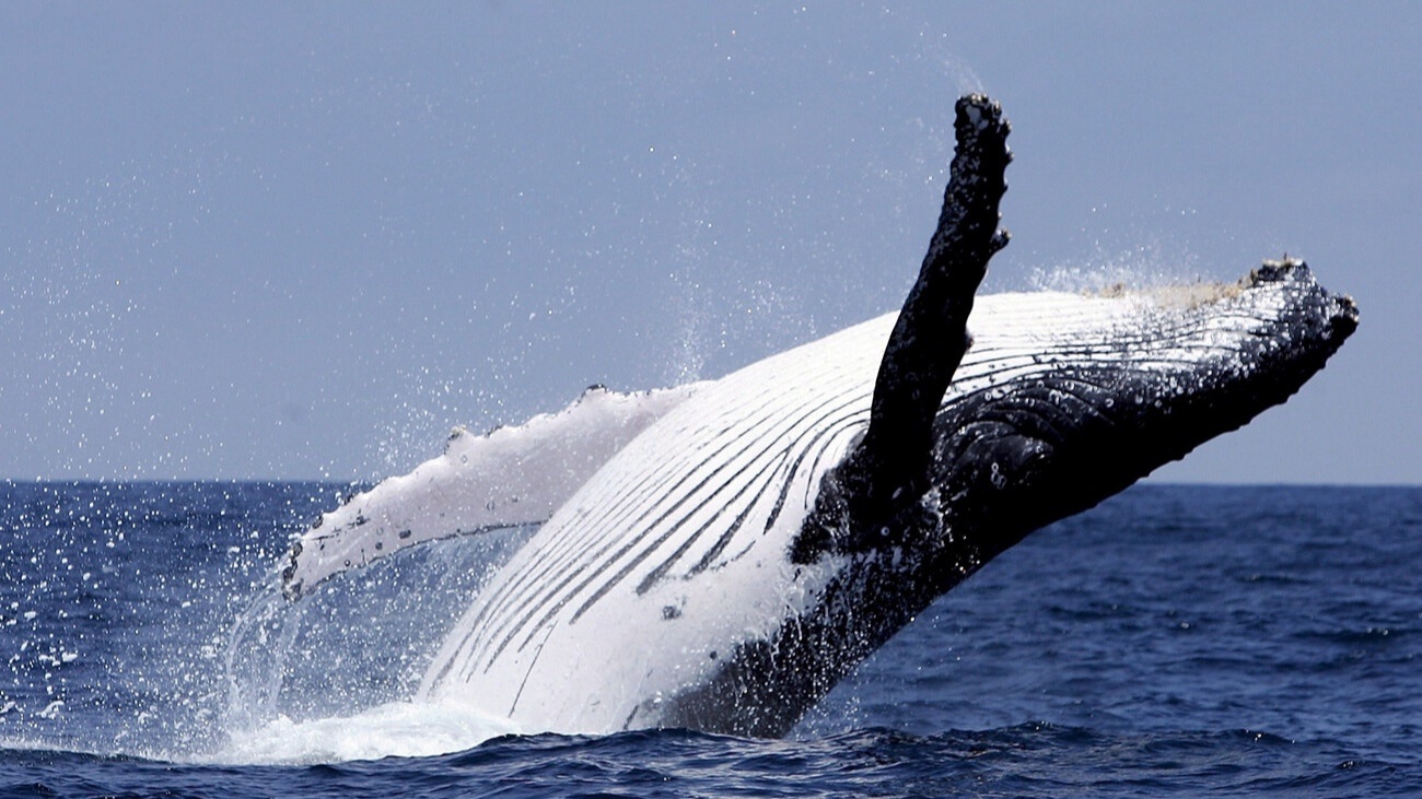 Der Wal. Ein wunderschönes Tier. Noch heute ist er gefährdet. Bild: Keystone