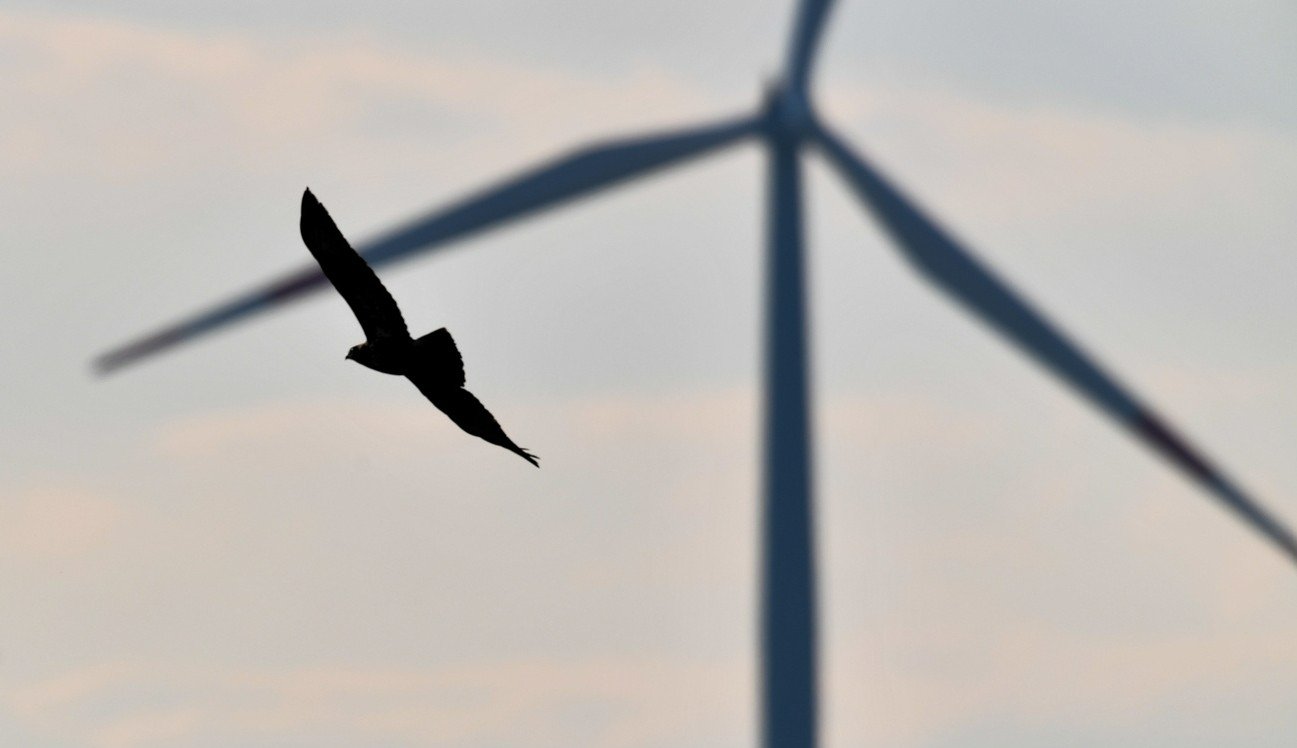 Wie viele Zugvögel schaffen es wirklich, unbeschadet durch den Windpark auf dem Gotthard zu kommen? Bild: Keystone