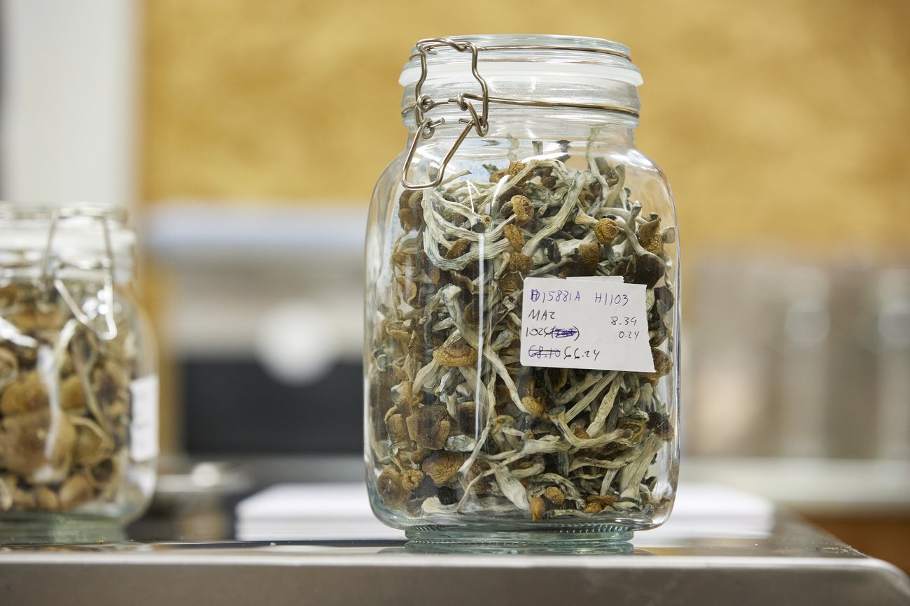 «Dramatischer» Heilungserfolg: Sogenannte «Zauberpilze» mit dem Wirkstoff Psilocybin. Bild: Keystone