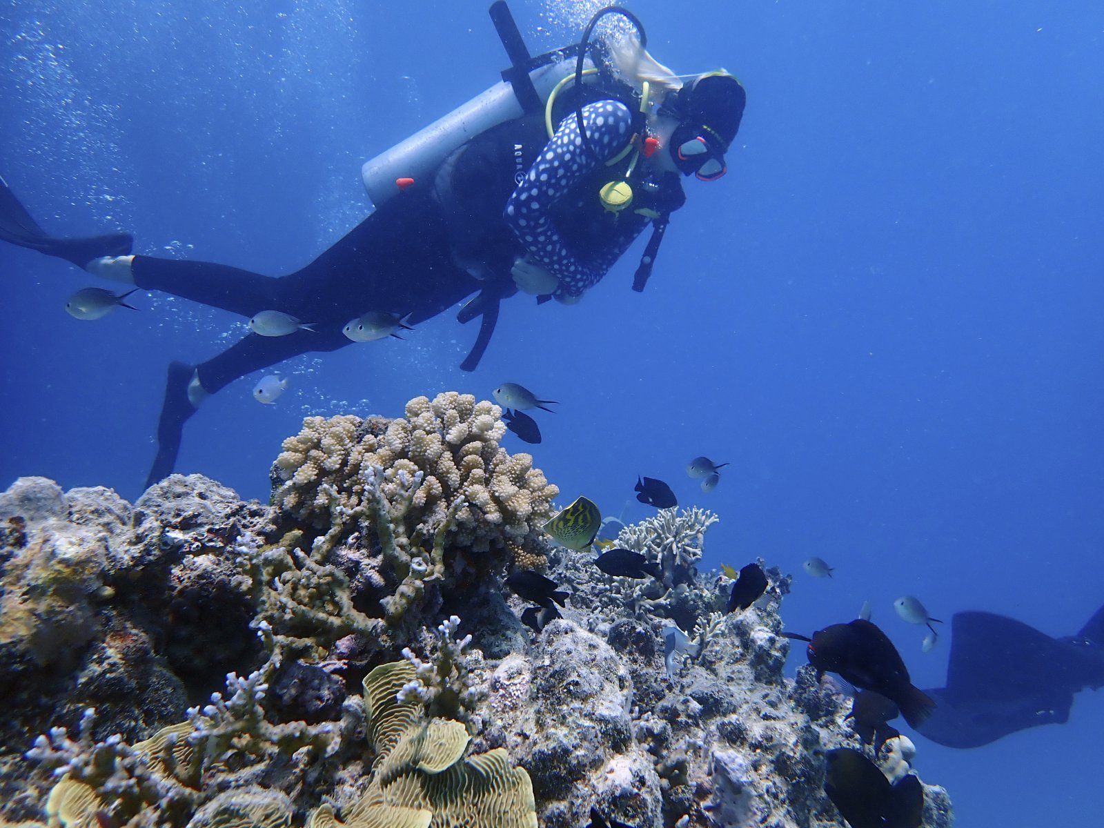 So viele Korallen wie nie in den letzten 36 Jahren: Taucher beim Great Barrier Reef. Bild: Keystone