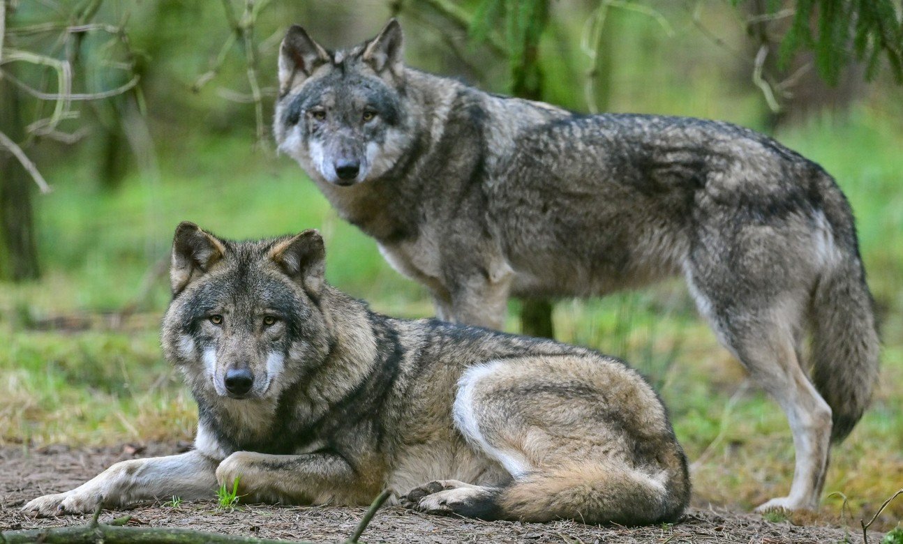 Bitte nicht verharmlosen: Wölfe. Bild: Keystone