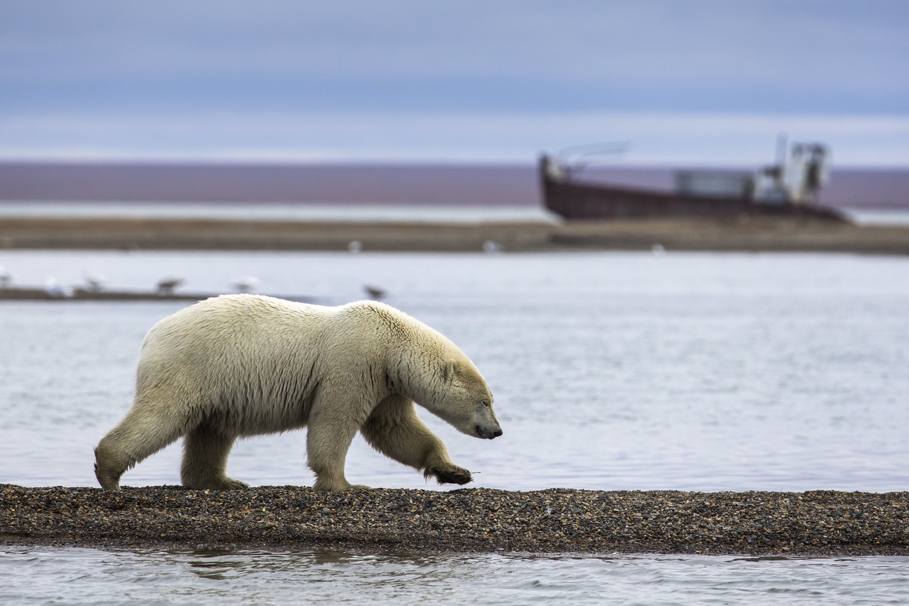 Ein Eisbär kurz vor dem Aussterben. Bild: Keystone