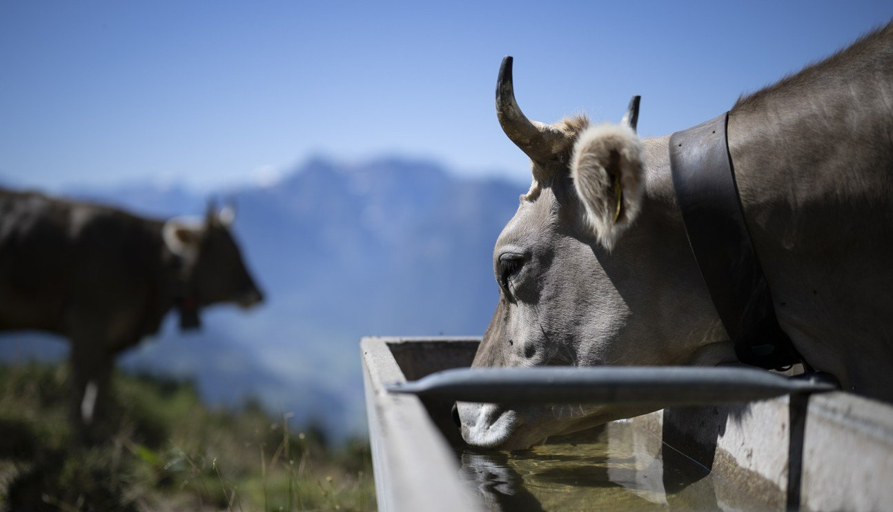 Wegen der ausgeprägten Trockenheit in diesem Sommer fehlt vielen Landwirten das Wasser für ihr Vieh. Bild: Keystone