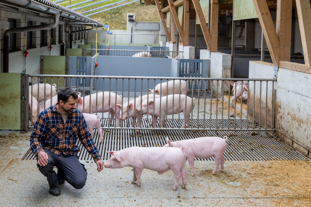 Gesättigter Markt: Zusätzliche Importe von Schweinefleisch aus den Mercosur-Staaten dürften auf die Schweizer Preise drücken. Archivbild: Keystone