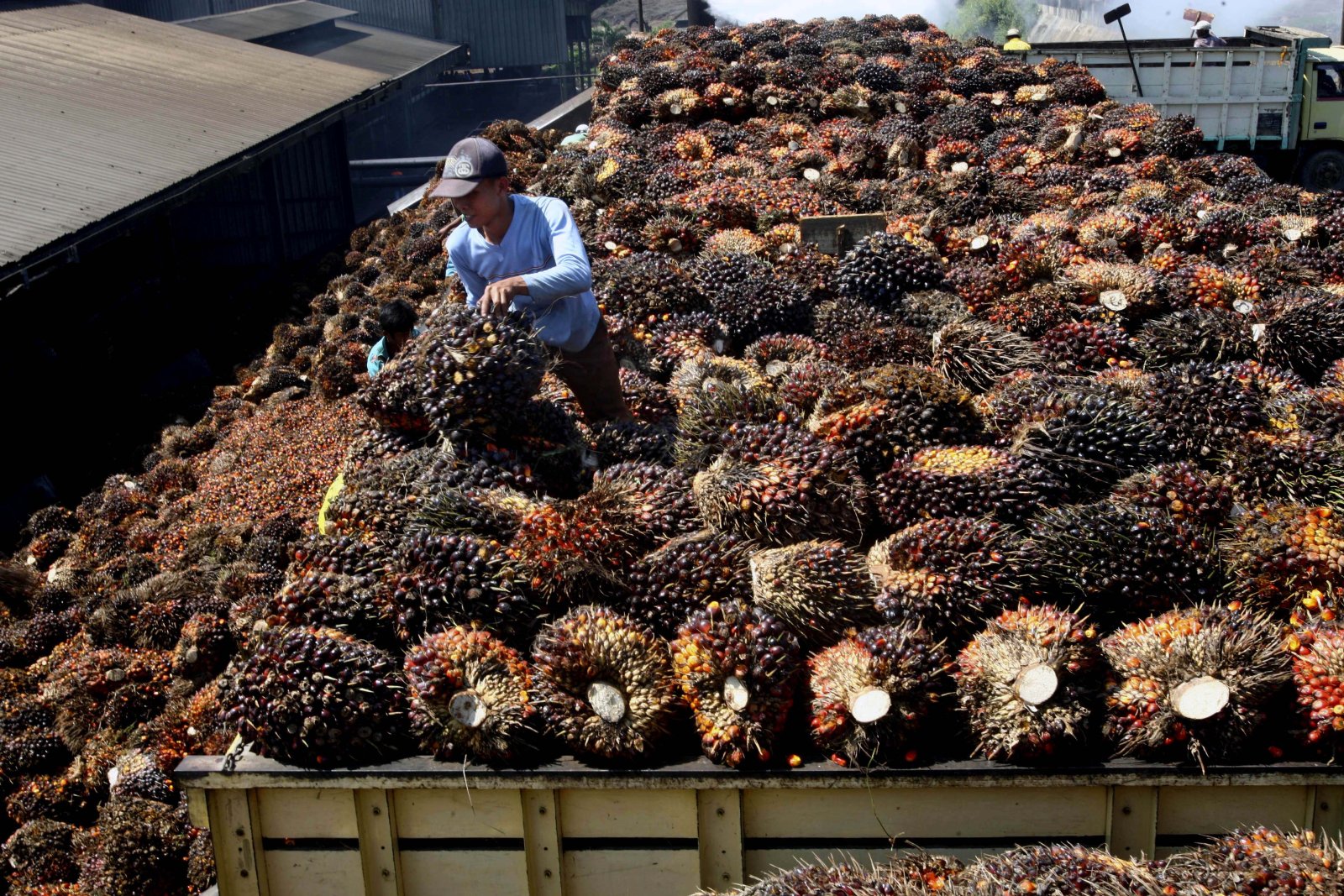 Neue bürokratische Auflagen der EU für den Import: Palmöl-Produktion in Indonesien. Bild: Keystone