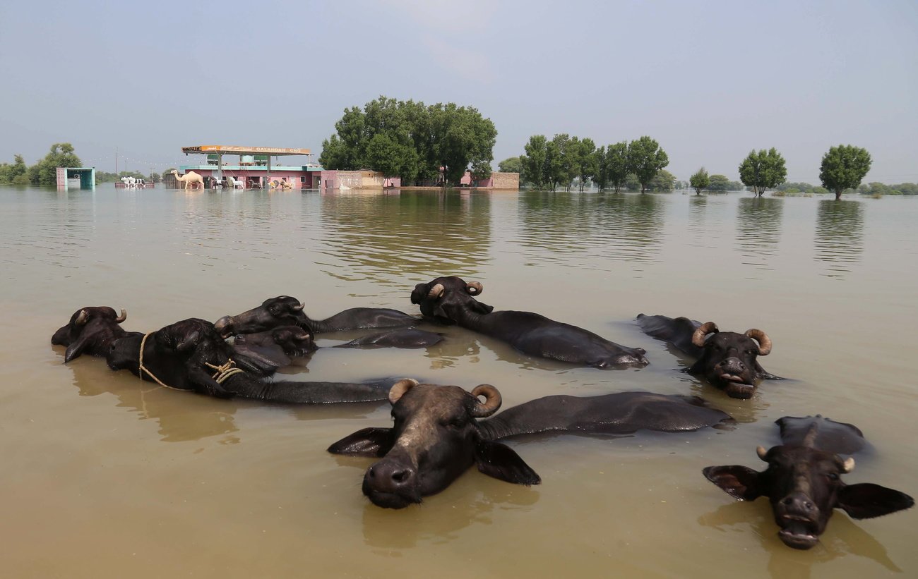 Kein Trend: Schwimmendes Vieh während der Hochwasserkatastrophe in Pakistan, 2022. Bild: Keystone