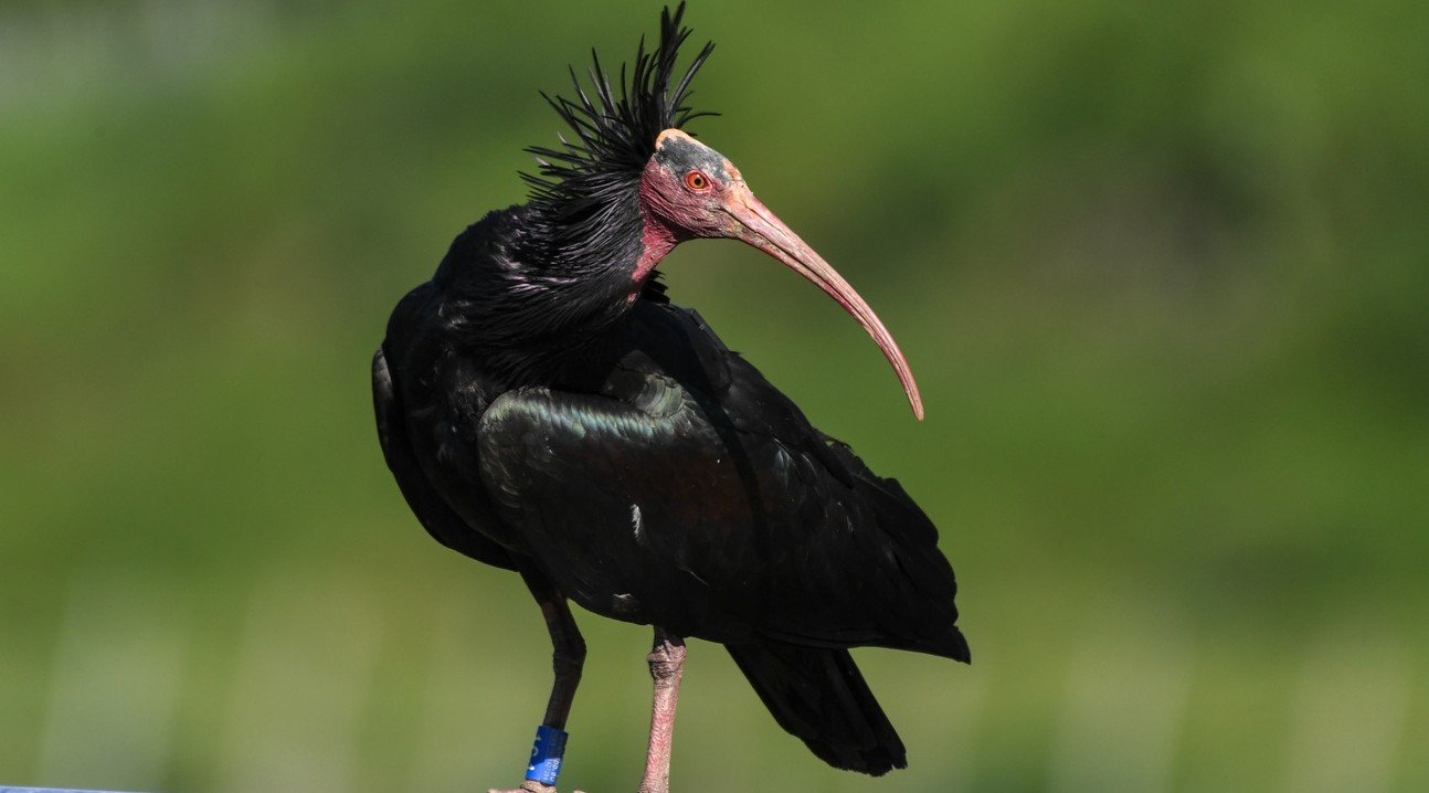 Nach 400 Jahren zurück am Bodensee: Waldrapp. Bild: Keystone