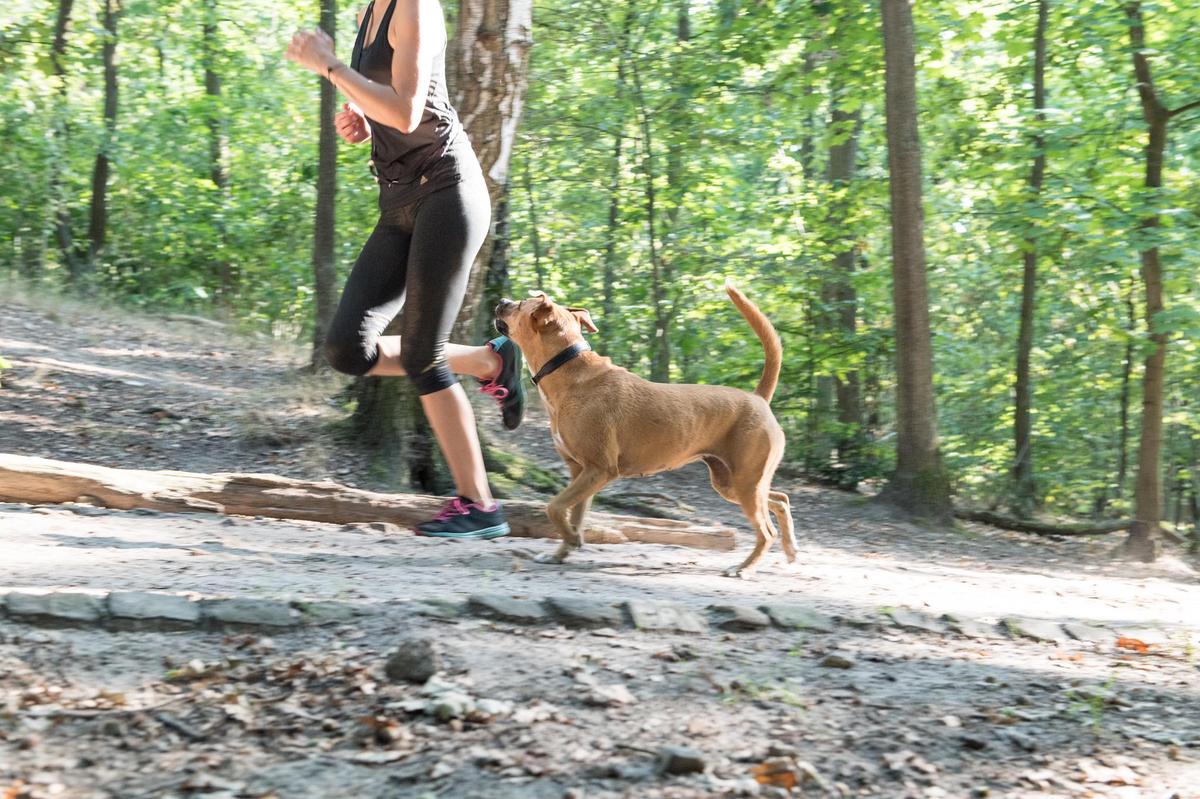 Hunde und Jogger: Es ist kompliziert. Foto: Shutterstock