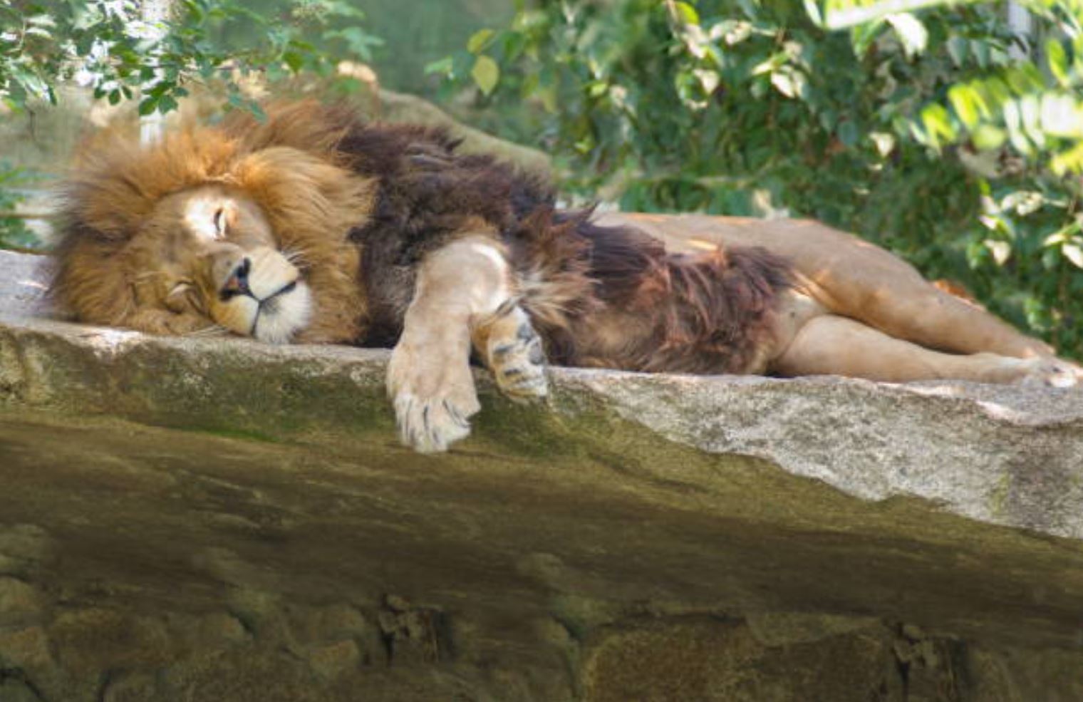 Zürcher Löwe an einem Abstimmungssonntag.