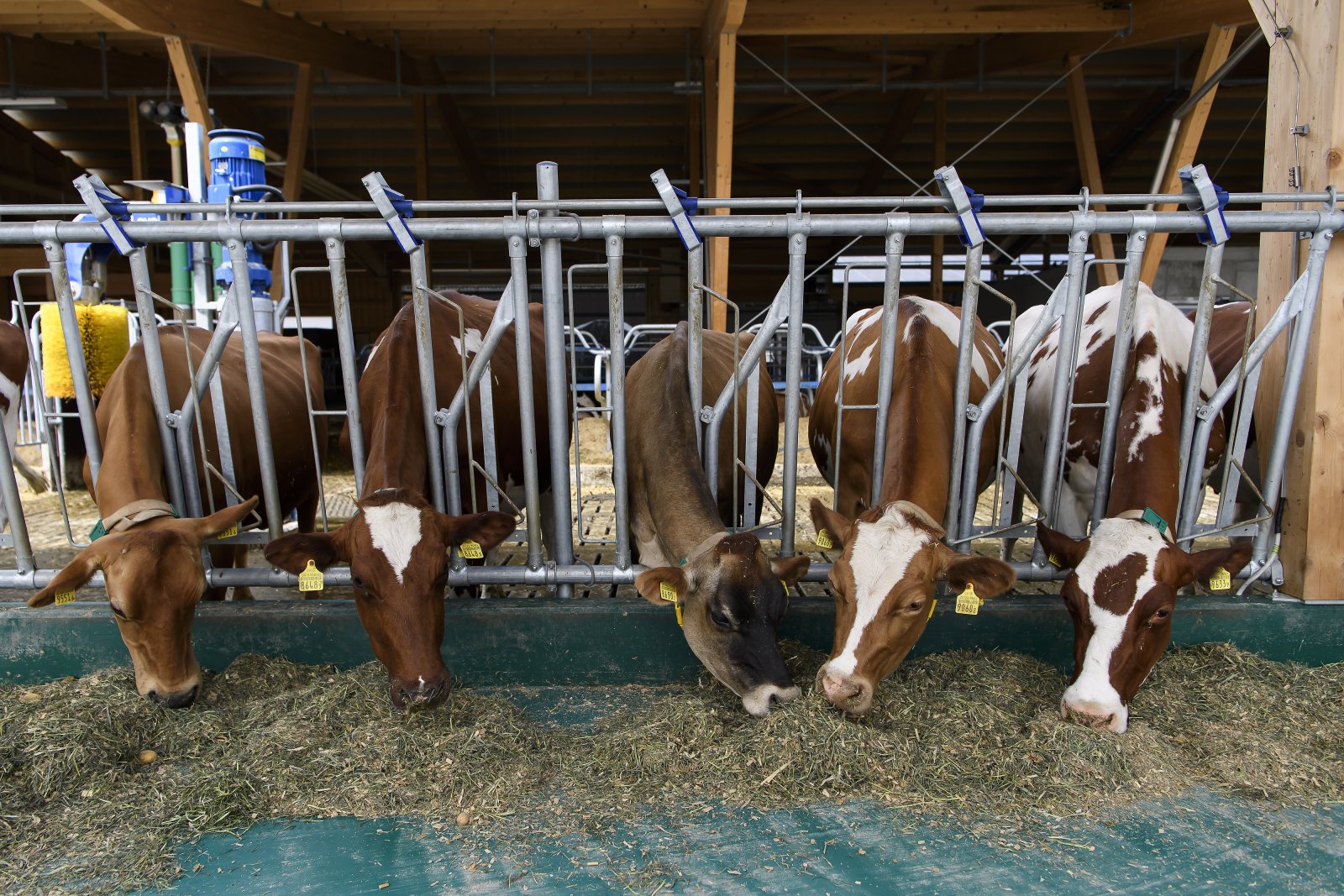 Wie schädlich ist die Landwirtschaft für das Klima? Bild: Keystone