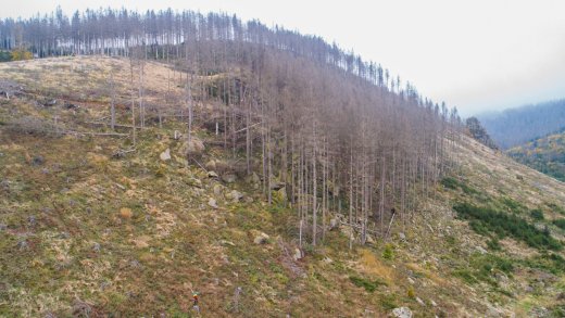 Abgestorbener Wald in Niedersachsen, Deutschland, 2021. Bild: Keystone