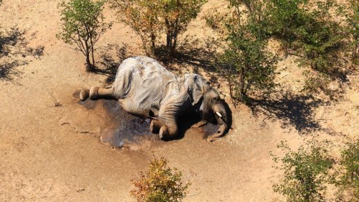 Die Ursachen der Massensterben der Vergangenheit liegen noch ziemlich im Dunkeln: Toter Elefant in Botswana, 2020. Bild: Keystone