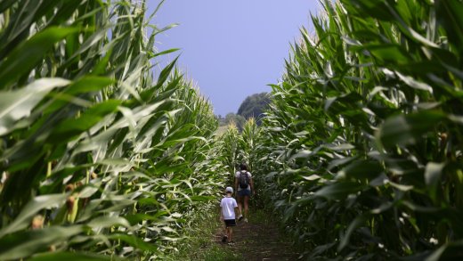 Auf 13 Prozent der weltweiten Ackerfläche wachsen genveränderte Kulturen, zum Beispiel Mais. Bild: Keystone