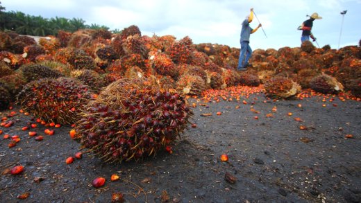 Palmöl ist eine der Rohstoffe für Biodiesel. Bild: Shutterstock