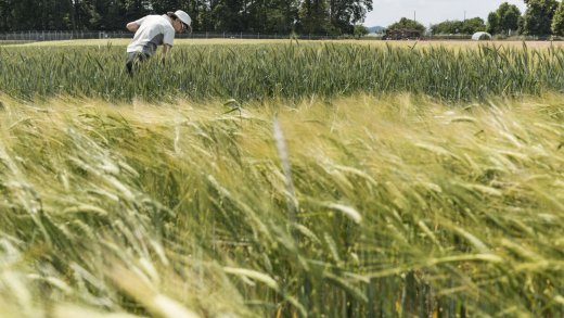 Gentechnik als Mittel für mehr Klimaschutz: Versuchsfeld von Agroscope mit gentechnisch verändertem Getreide in Reckenholz. Bild: Keystone