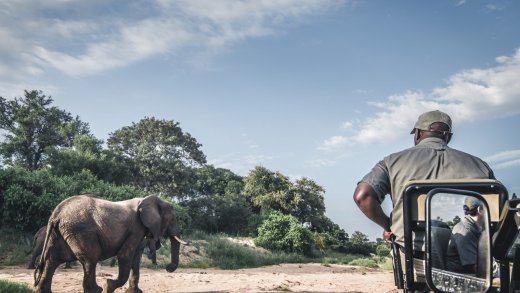 Keine Jagdtrophäen mehr für die Schweiz: Ein Afrikanischer Elefant in Südafrika. (Bild.Shutterstock)